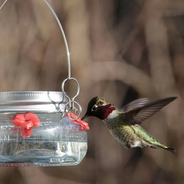 Mason Jar Hummingbird Feeder - image 2