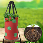 Red grow bag with strawberry plants and a close-up of roots on the right
