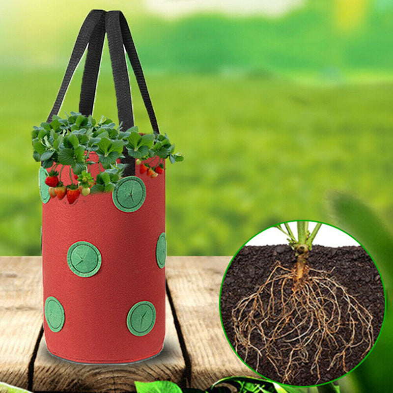 Red grow bag with strawberry plants and a close-up of roots on the right