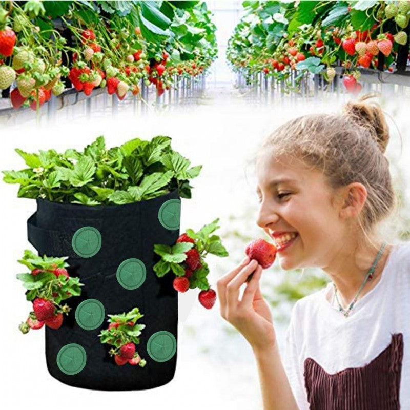 Black grow bag full of strawberries, with a woman eating a strawberry