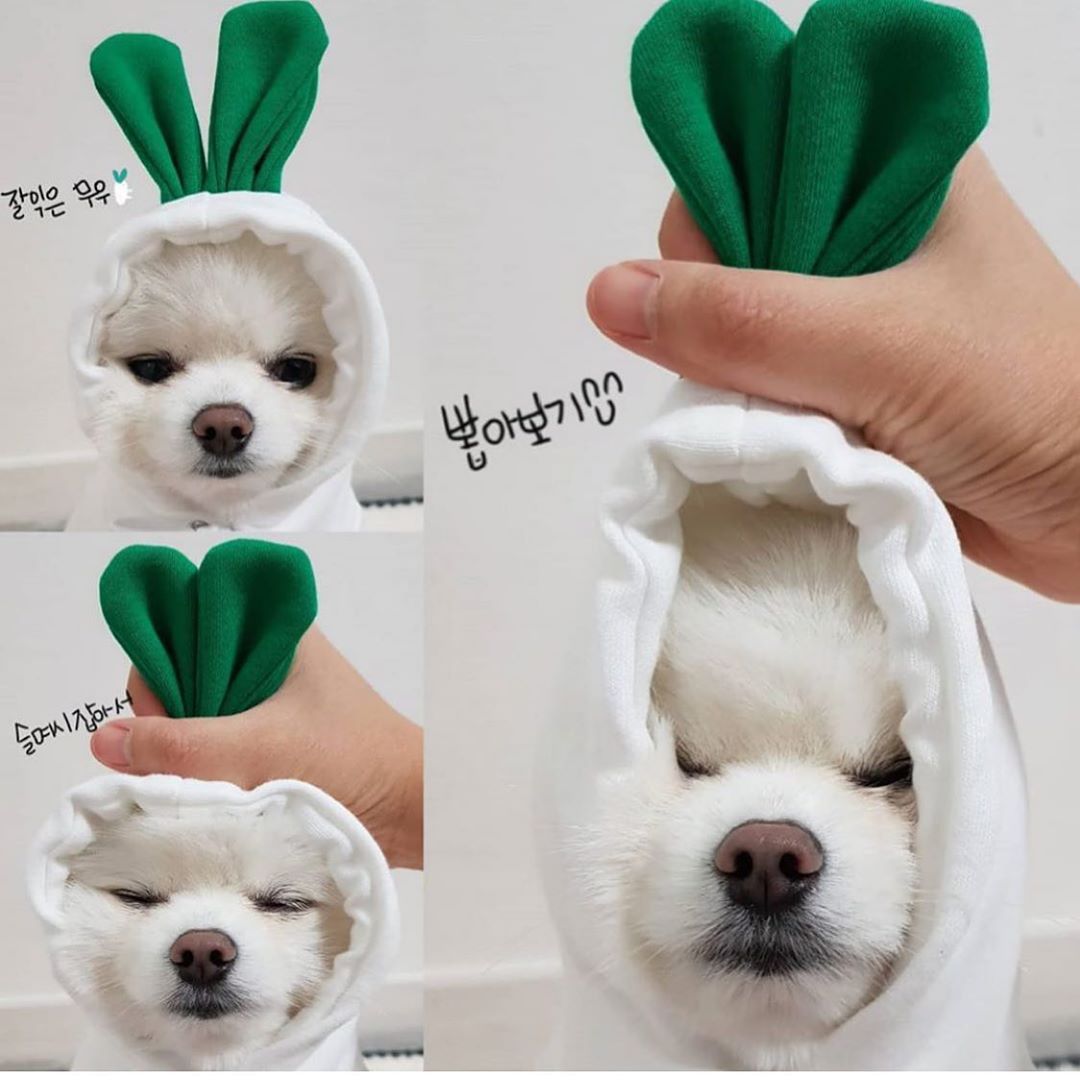 Fleece Dog Hoodie with Fruit Print - view 11
