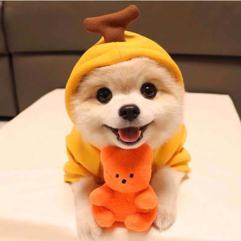 Fleece Dog Hoodie with Fruit Print - view 14