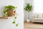 Handwoven Willow Planter Basket - image 4