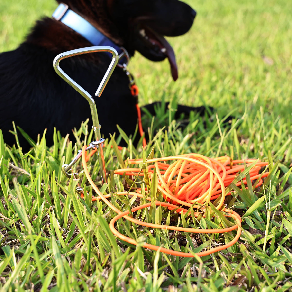 Dog Tie-Out Stake with Leash - view 3