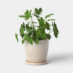 8 in Ceramic Planter with Reactive Glaze and Saucer, Off-White - image 3