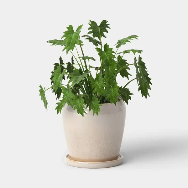 8 in Ceramic Planter with Reactive Glaze and Saucer, Off-White - image 3